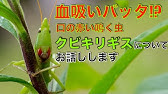 クビキリギスを飼うとこうなる イヤホン厳禁 Youtube クビキリギスを飼うとこうなる イヤホン厳禁 Youtube