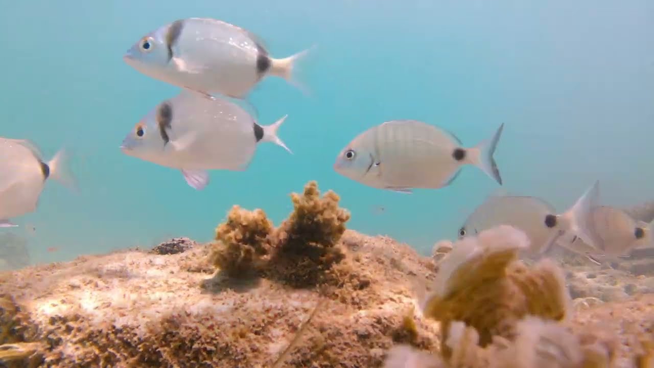 Test ApemanA77 action camera