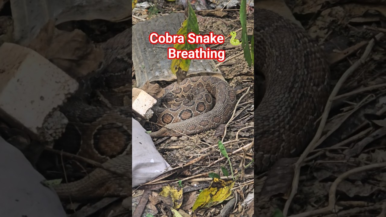 Cobra Snake Breathing 
