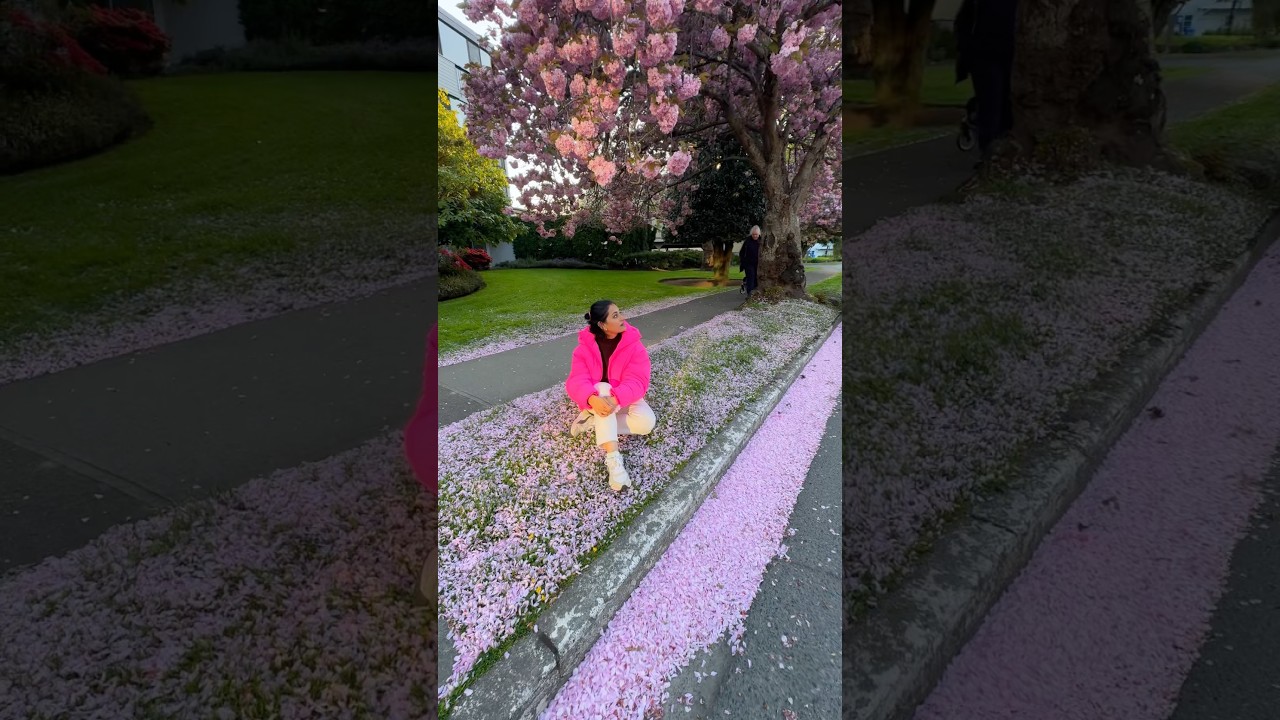 Cherry Blossom in Victoria (BC), Canada 