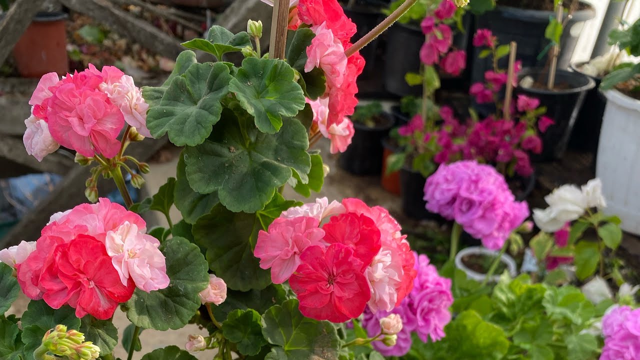 mizo || geranium || mums || daisy || flower || virility ||