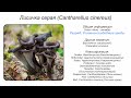 Лисичка серая (Cantharellus cinereus)