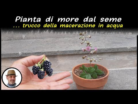 Video: Bacche Simili Alle More: Fiore Nero Velenoso E Lunghi Gelsi, Altre Piante Come Le More