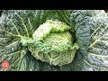 How Cruciferous Veggies Can Cut Bowel Cancer Risk | Health News Updates | Cooking Light