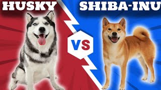 Husky VS Shiba Inu Comparison