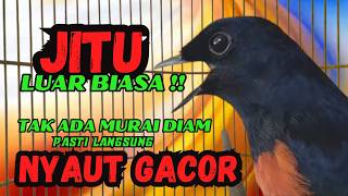 pancingan murai batu AGAR BUNYI jitu untuk JADIKAN murai batu GACOR EMOSI❗