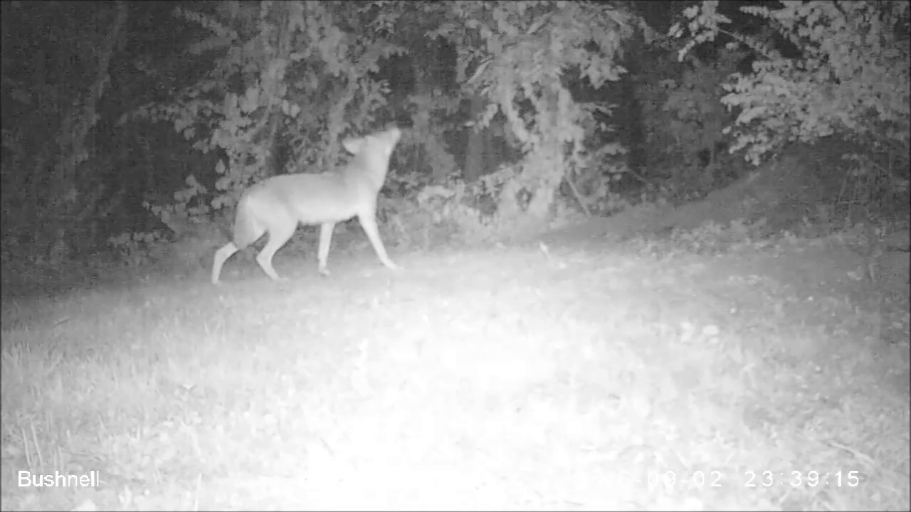 Testing my homemade predator bait YouTube