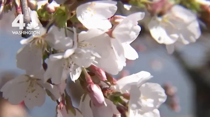 Crowds Enjoy Cherry Blossoms in Peak Bloom | NBC4 Washington - DayDayNews