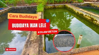 Cara Budidaya Ikan Lele di Kolam Beton bagi Pemula