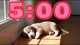 5-Minute Quiet Timer | Sleeping Puppy in the Sunlight