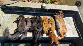 Hunting BLACK Fox Squirrels on Public Land in SOUTH LOUISIANA (They Were HUGE!)