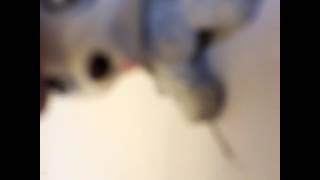 Lps MV: LA Devotee