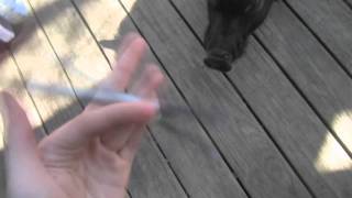 [FPSB x UPSB] Near & Lili Collaboration Video (Pigspinning)