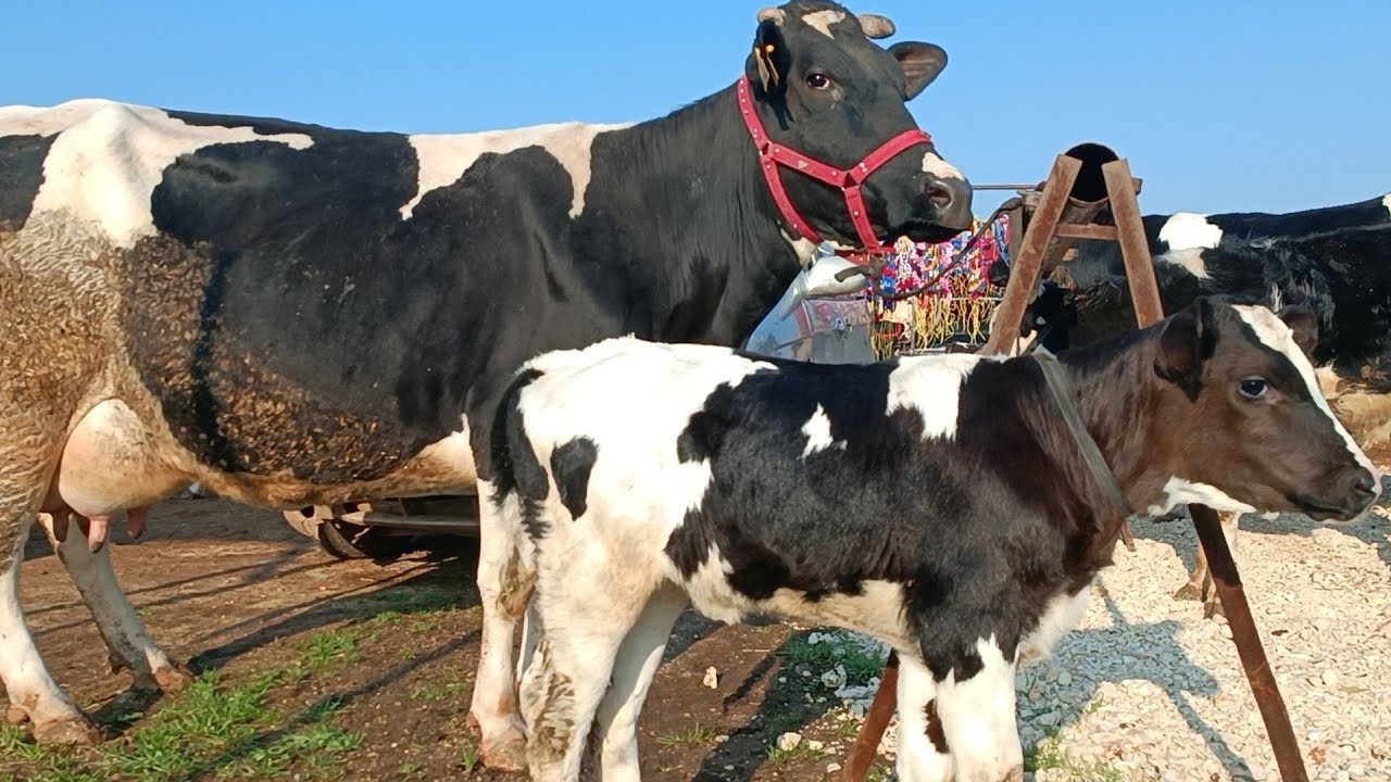 سوق البقر في معرةمصرين بقر حليب 30كيلو سعر 3200لتواصل 994408588064+