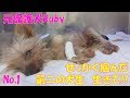 元保護犬Ruby緊急ICU入院　せっかく掴んだ第二の幸せな犬生なんだから、このまま15歳過ぎまで一緒に凄そうよ！