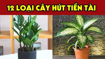 Trồng Ngay 12 Loại Cây Hút Tài Lộc Của Mỗi Tuổi, Trồng Sớm Giàu Sớm Tiền Bạc Kéo Vào Ầm Ầm