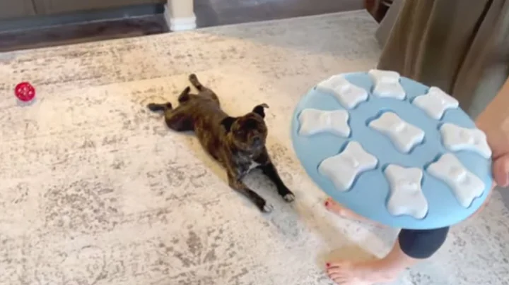 Puddy tries to solve a new dog puzzle?