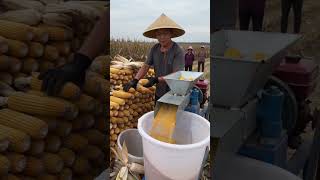 🌽⚙️ High-Speed Corn Shelling and Threshing Demonstration #shorts