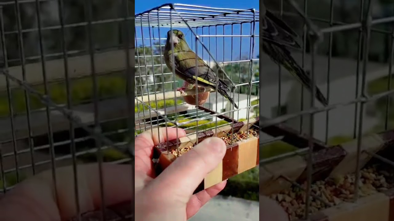 Verdun #greenfinch #singing 🌟 DAMBO 🌟#2024 💎🤙🏼🚀🚀🚀💚💚💚
