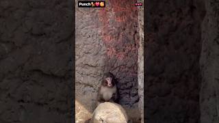 Viral Japan Monkey Punch 🧸💔 Punch got Trapped #MonkeyPunch #ViralMonkey #emotionals