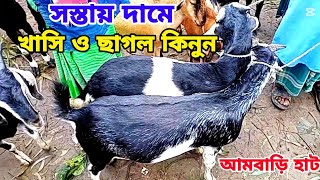 সস্তায় দামের মধ্যে খাসি ছাগল কিনুন | ছাগলের হাট ২০২৫ | আমবাড়ি হাট | goat price in Ambari | দিনাজপুর