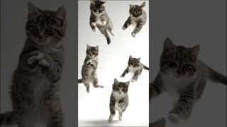 Download Lagu #funk #musica MP3