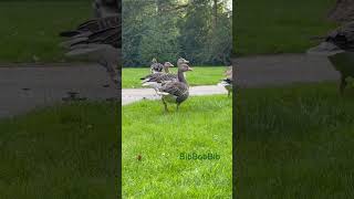 hello dear, greylag geese in a park, #bibbobbib, #cuteshorts, #geese, #birdwatching, #hamburg, #cute