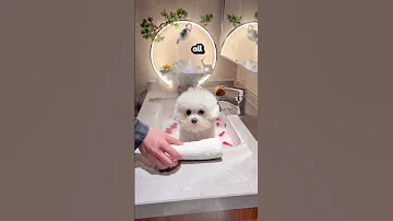 Dog Gets A Spa Treatment Everyday