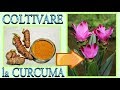 curcuma, come far nascere e fiorire una bellissima pianta di curcuma in casa