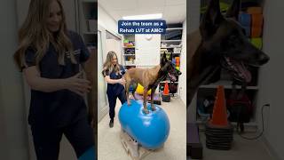 Become a Rehab LVT at AMC!
Incredible career opportunity to become a Rehab LVT and have your CCRVT certification via Canine Rehabilitation Institute 100% funded by AMC (over $10,000 value!) ✨ Join the team at our state-of-the-art rehab facility and advance your skills with mentorship from three board-certified sports medicine & rehab DVMs.
🐶 Learn more and apply at https://job-boards.greenhouse.io/animalmedicalcenter/jobs/4001956008
NYS Veterinary Technician license (or permit) required Become a Rehab LVT at AMC!