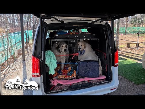 ルンルン号に新しいケージを作ってもらったアランとベルです Great Pyrenees グレートピレニーズ