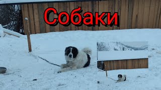 Карпатські собаки.