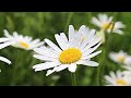 Flower Field Compilation | Free Stock Footage  | No Copyright | 1080p