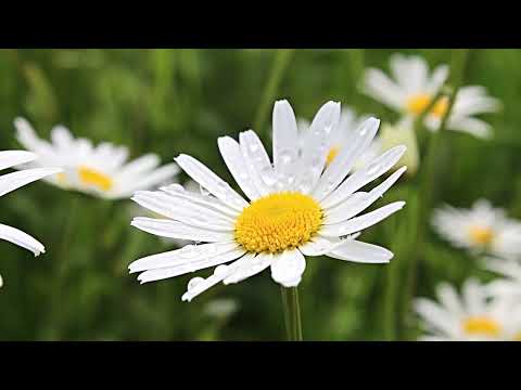Video: Field Crooked Flower