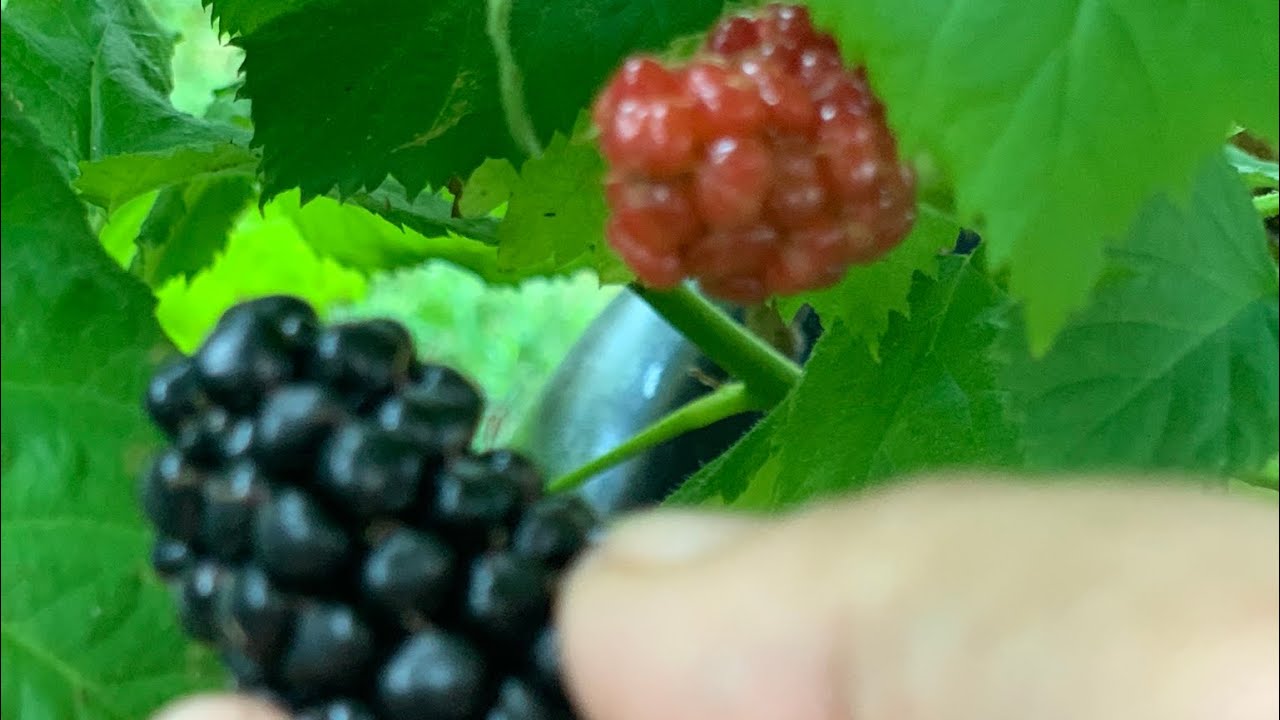 Upick Blackberry (Homeversion) YouTube