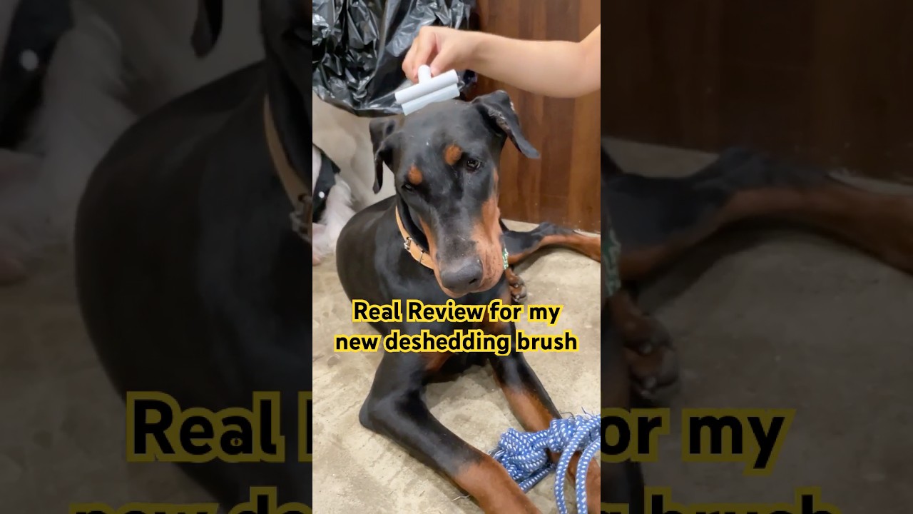 Review aumuca deshedding tool, Does it really work? 