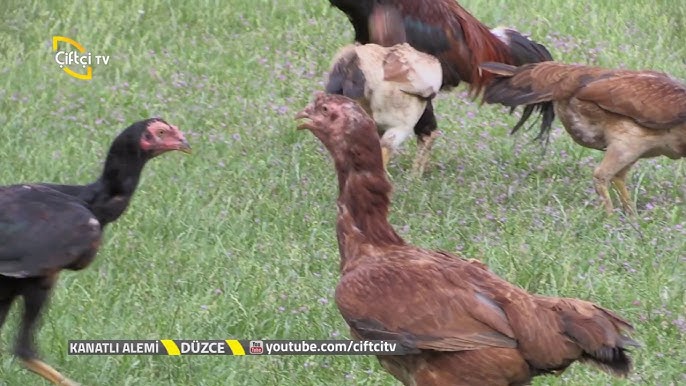 Erotik kiyinish oyinlari