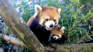 Red Panda Cub Explores And Climbs With Mom