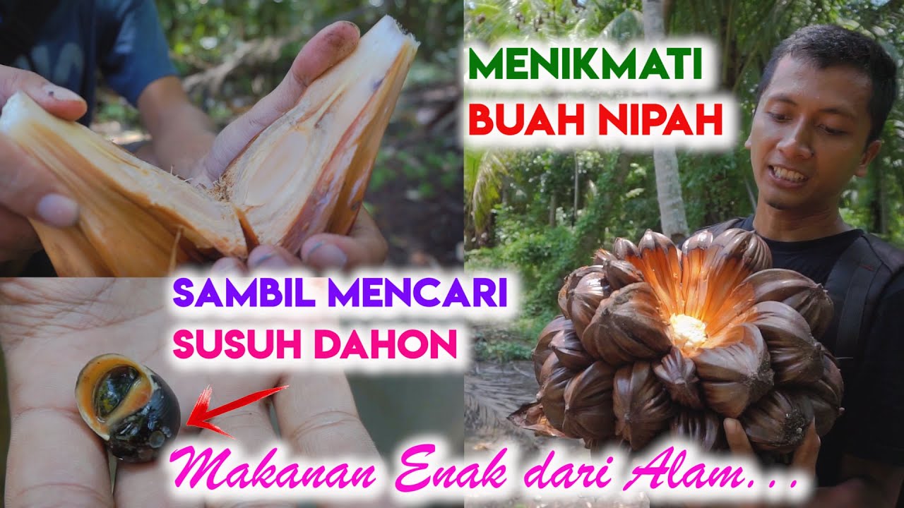 Menikmati Buah Nipah/Nipa Palm Fruit sambil mencari Susuh Dahon