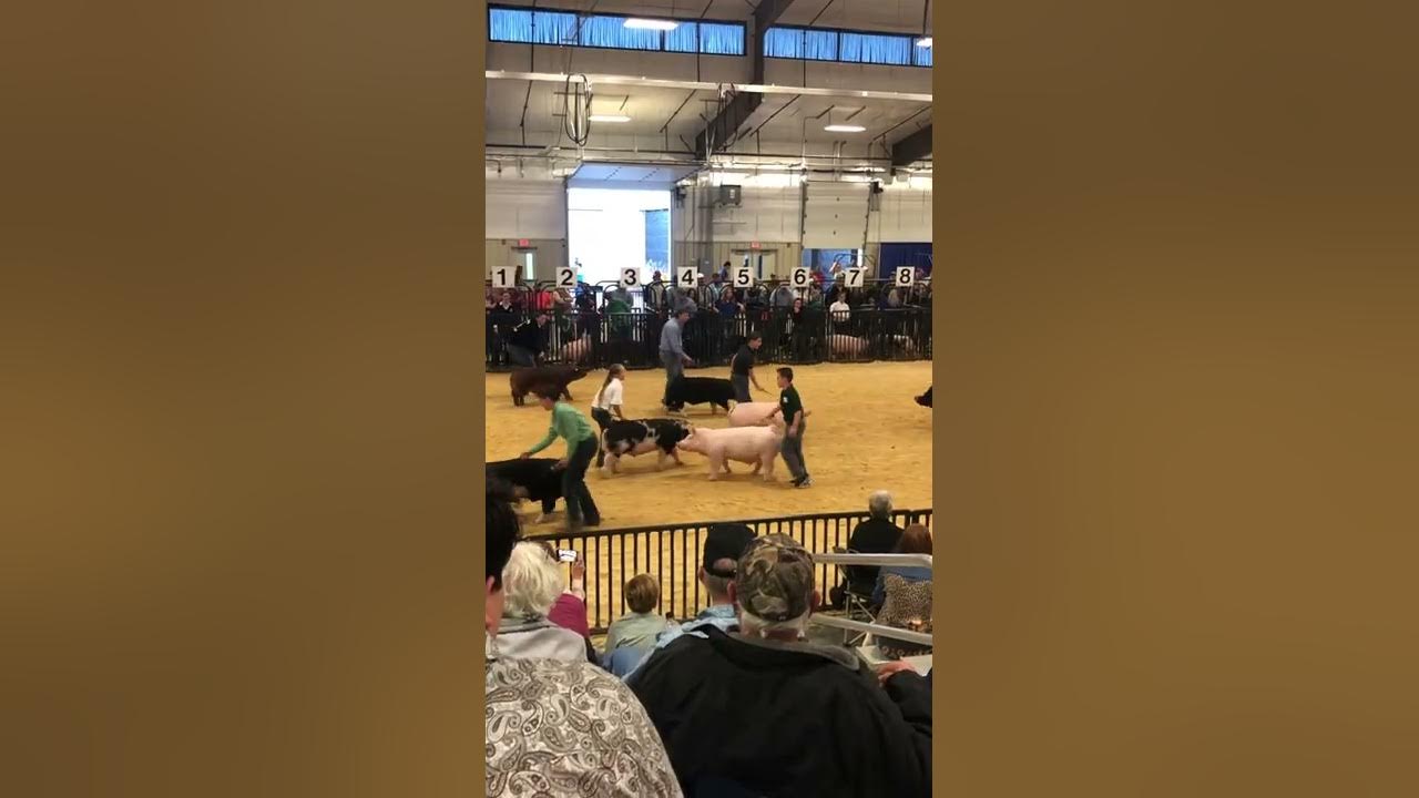Woodward District Livestock Show 2022 Barrow Grand Drive YouTube