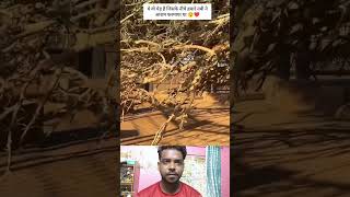 1400 sal purana ped Aaj bhi maujud Hai #babrimasjid #trandingreaction #facts #shorts #trendingvideo