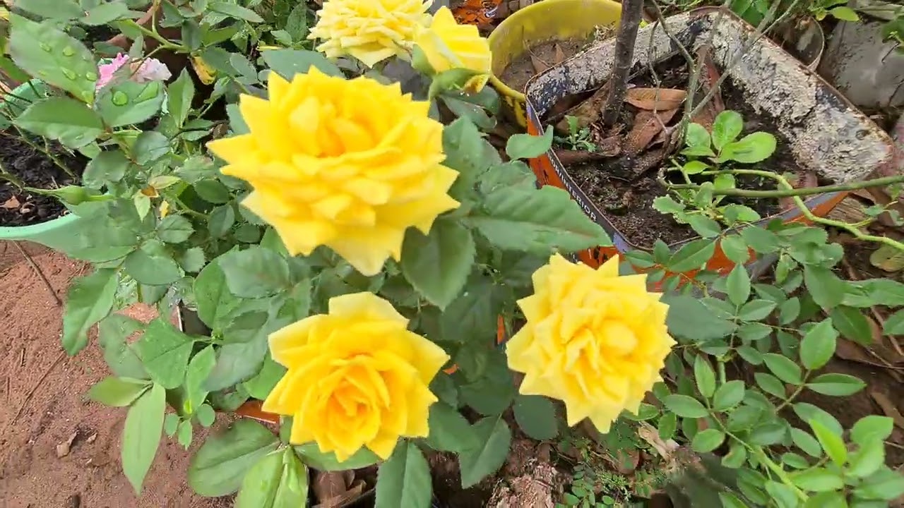 MAIS FLORZINHAS DA NATUREZA #naturezaviva #naturezasurpreenden @plantasefloresdocampocomno8170