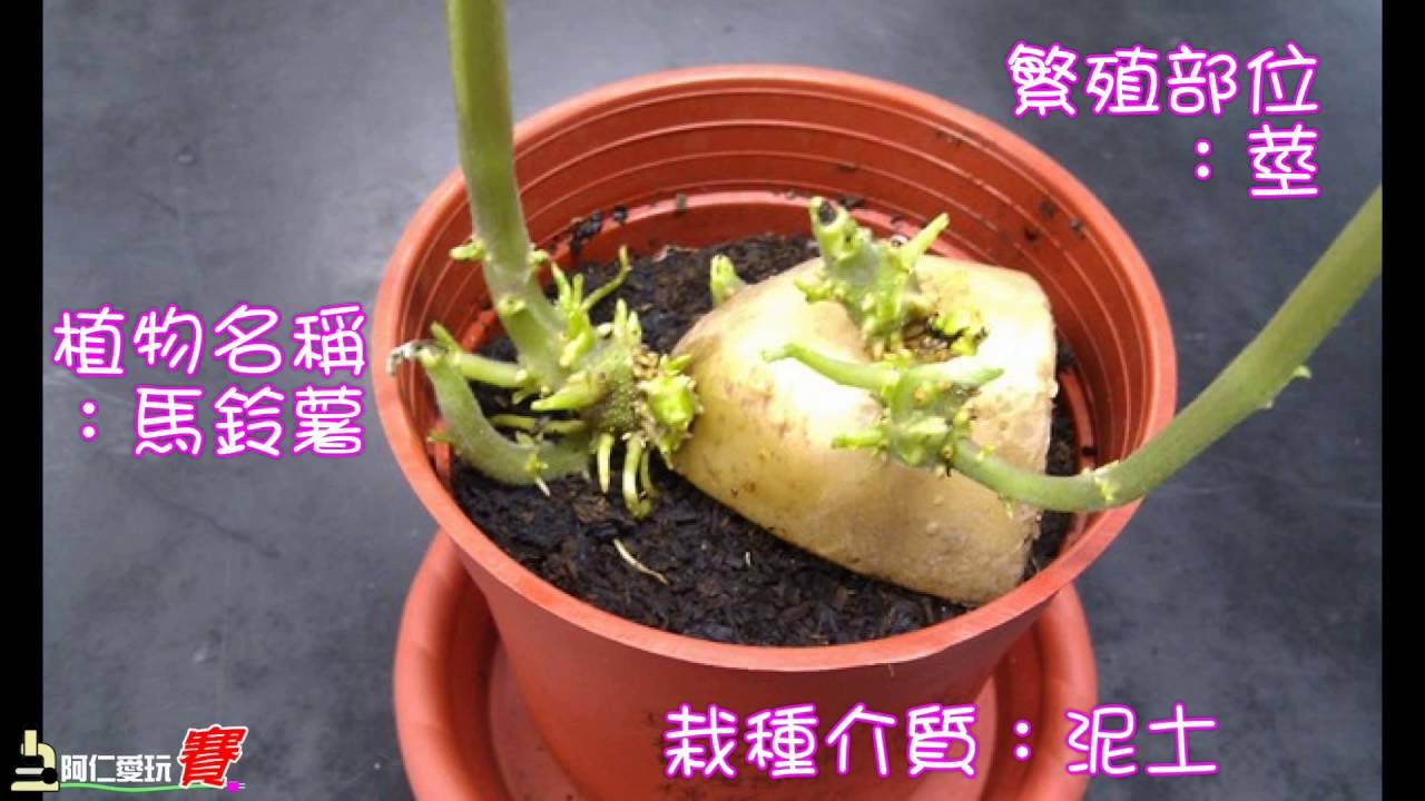 植物的繁殖ok1 Youtube