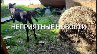 Выгуливаю и кормлю телку/Неприятные новости/Победила муравьёв/Редис только такой