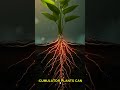Plants Mine Metals From Toxic Soil