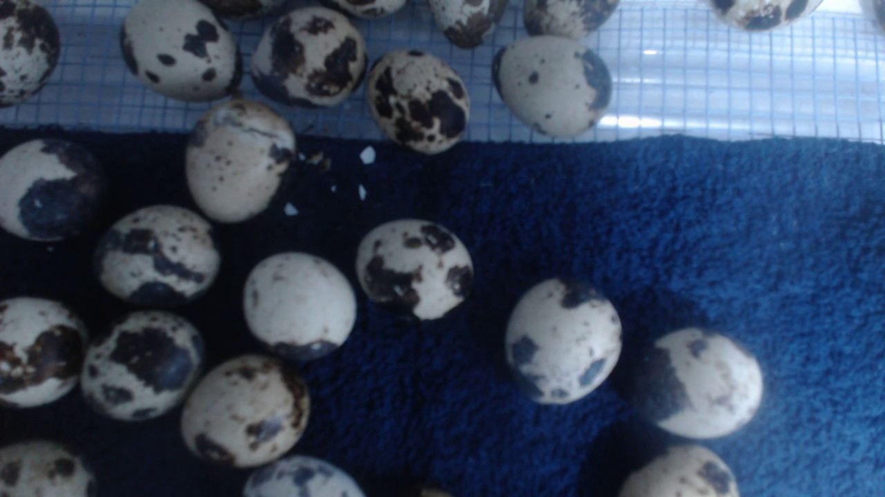 Quail Hatching Live Stream YouTube