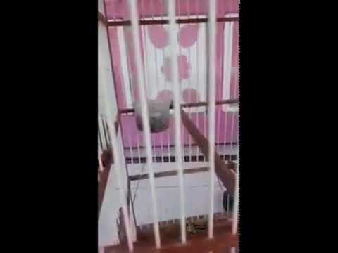 Mantul !!! Suara Kicau Burung Cipoh Gacor 