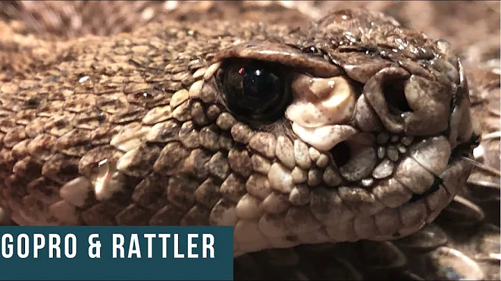 GoPro Hero 8 and Rattlesnake