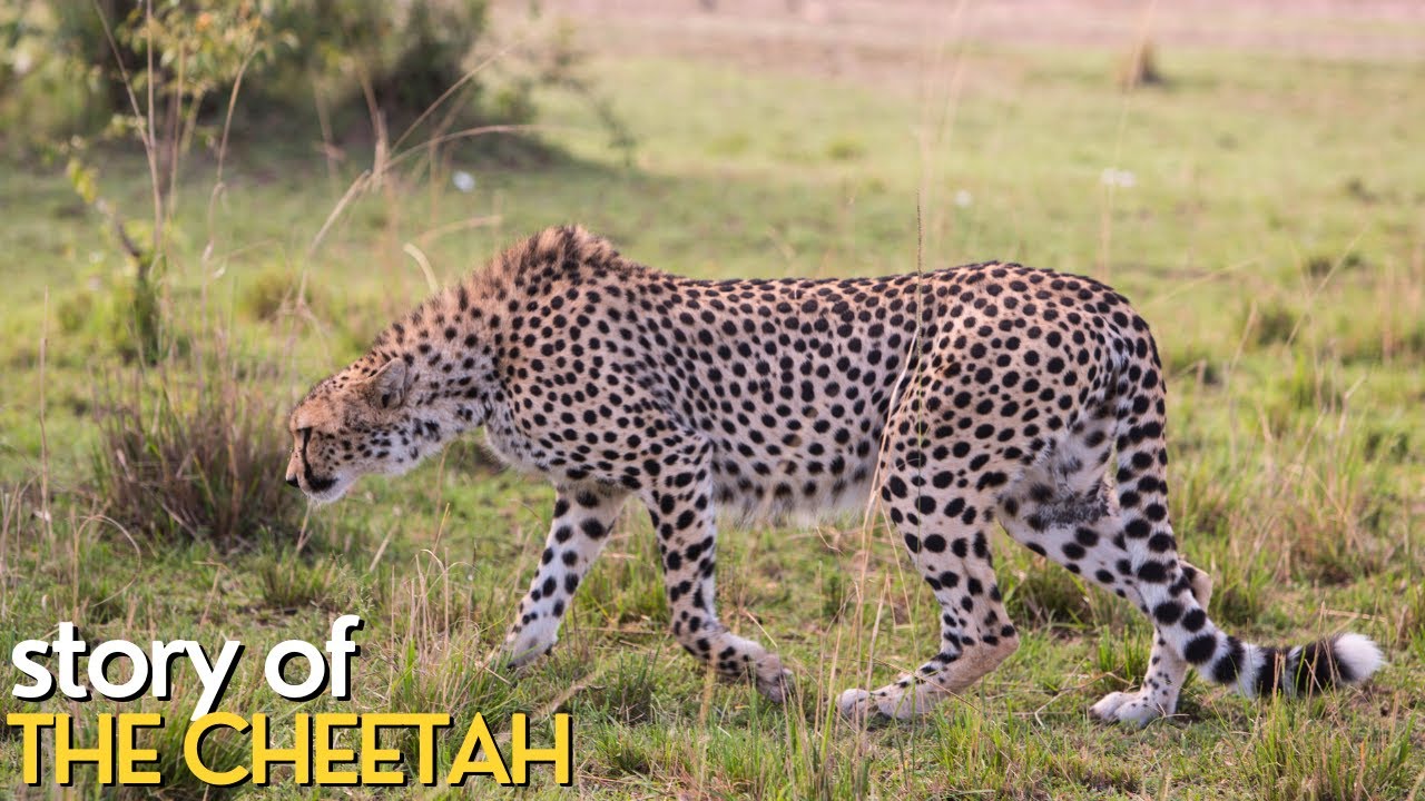 STORY OF THE CHEETAH | Documentary video with all details about CHEETAH