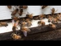 First honey extraction for the utas beekeeping society